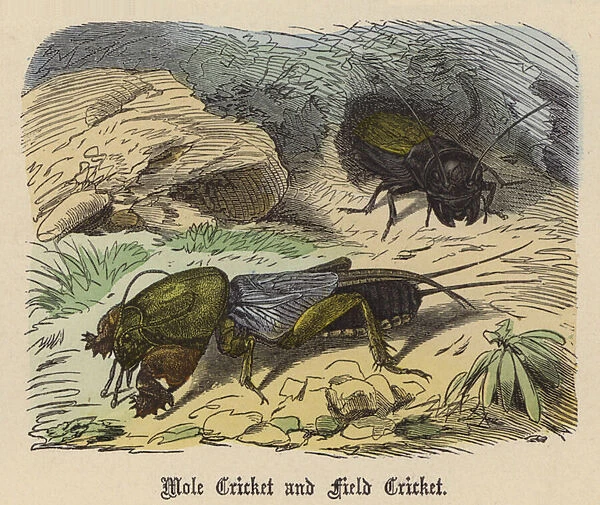 Mole Cricket and Field Cricket (coloured engraving)