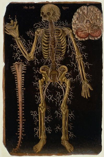Ms Hunter 364 Table VI Dissection, from Anatomical Tables