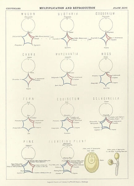 Multiplication and Reproduction (colour litho)
