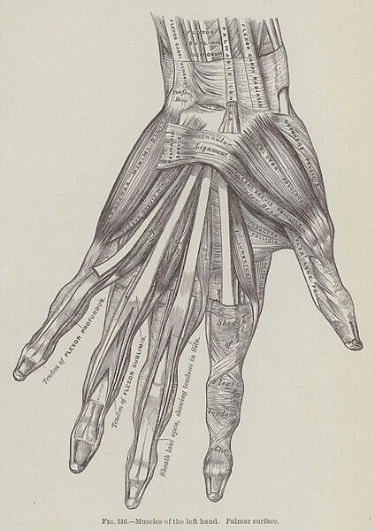 Muscles of the left hand, Palmar surface (engraving)