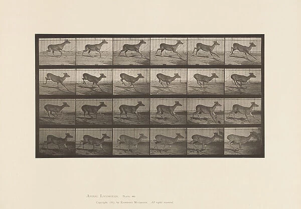Plate 683. Virginia Deer; (No Antlers); Buck; Galloping, 1885 (collotype on paper)