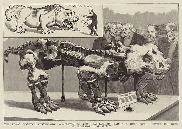The Royal Societys Conversazione, Skeleton of the 'Pareiasaurus Bainii, 'a Huge Fossil Reptile, exhibited by Professor H G Seeley (engraving)