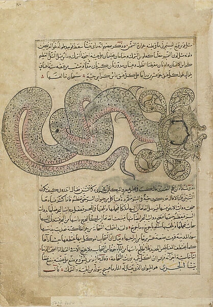 The Sea-Serpent  /  Dragon (al-Tannin), folio from Aja ib al-makhluqat