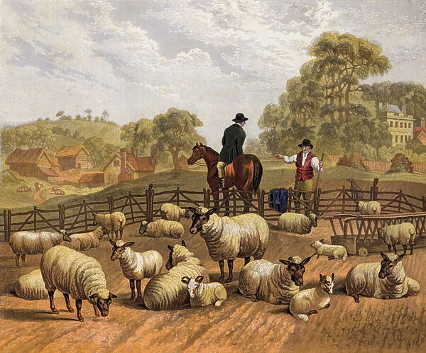 Sheep farming (coloured engraving)