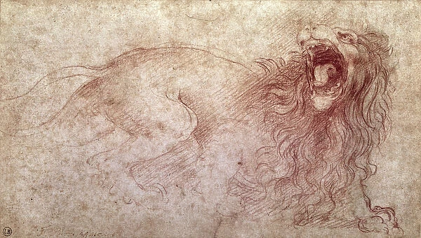 Sketch of a roaring lion (red chalk on paper)