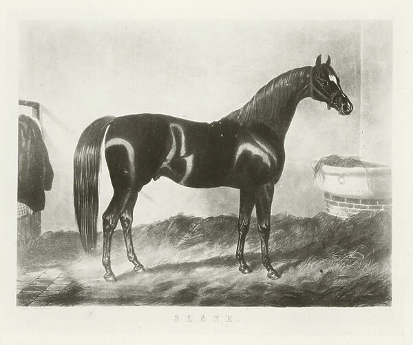 Slane, foaled 1833 (b  /  w photo)