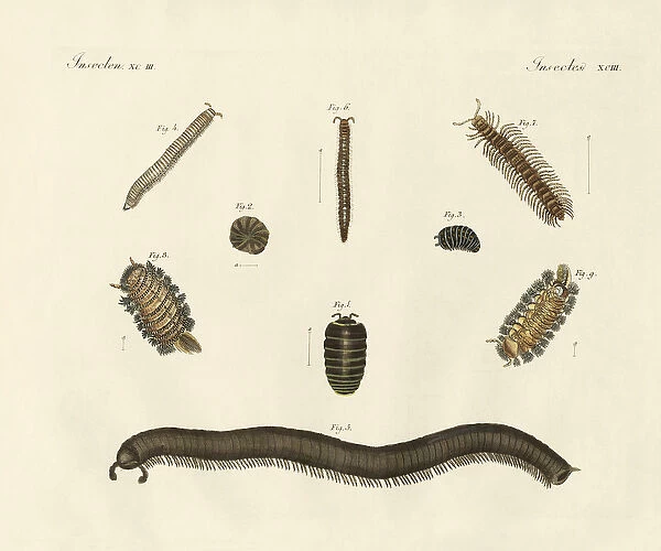 Strange insects (coloured engraving)