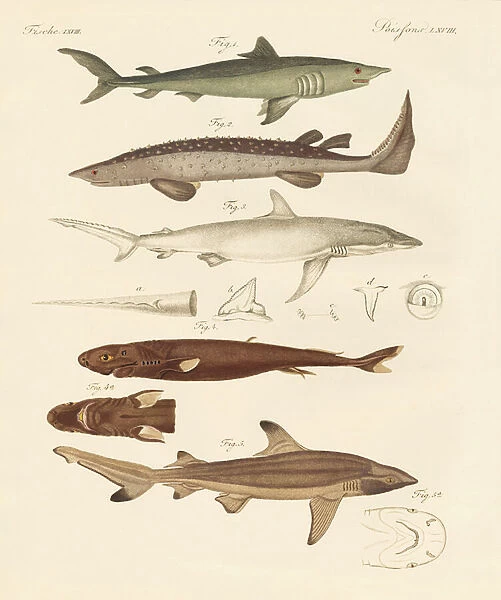 Strange kinds of sharks (coloured engraving)