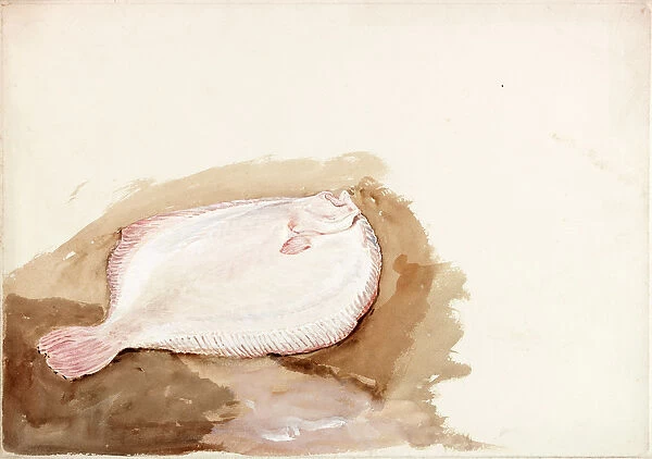 Study of a Flat Fish (bodycolour on paper)