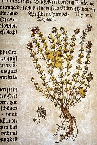 Thyme (Thymus) - In 'Herbarium Mattioli'
