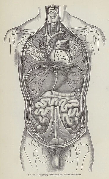 Topography of thoracic and abdominal viscera (engraving)