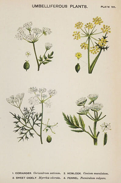 Umbelliferous Plants (colour litho)