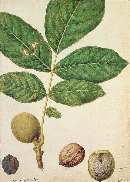 Walnut, c. 1568 (w  /  c on paper)