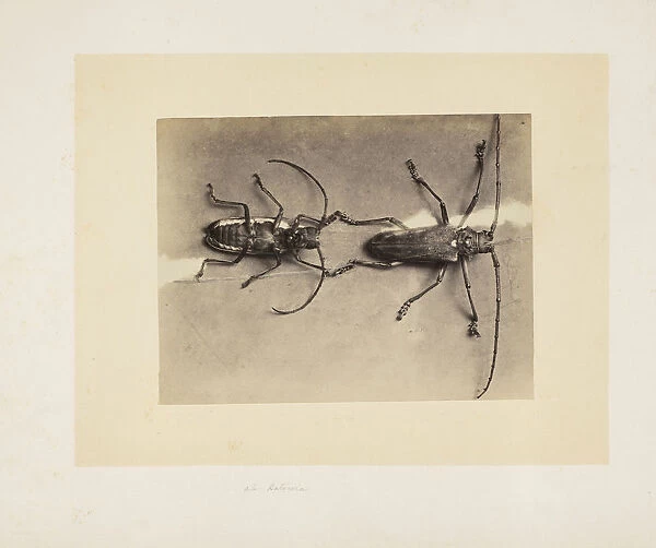 Two beetles Studies Indian insects Sache John Edward