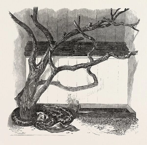 The Boa Constrictor Swallowing the Wrapper, in the Menagerie of the Zoological Society