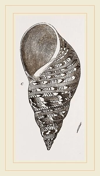 Bulimoid Phasianella