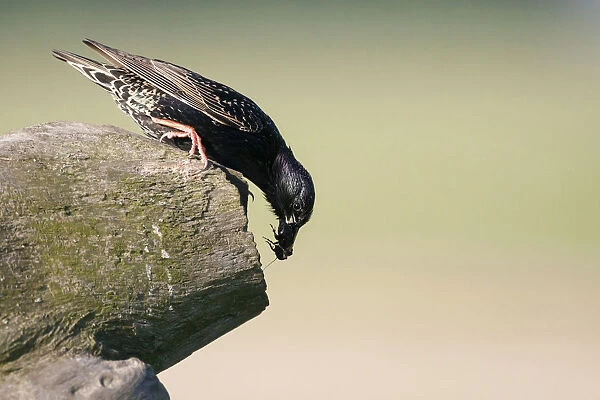 Common Starling perched at nest with food in beak, Sturnus vulgaris, Hungary