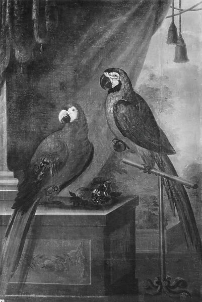 David von CAoln Two parrots painting 1730s Oil