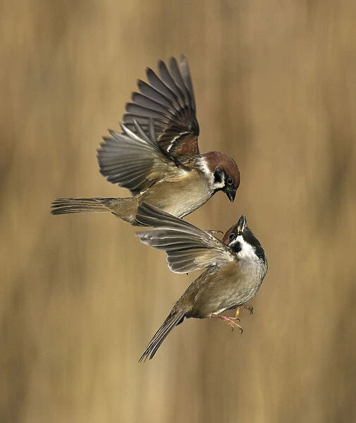 Eurasian Tree Sparrow fighting and flying, Passer montanus, Netherlands