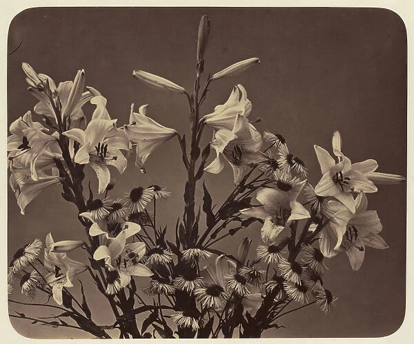 Flowers Adolphe Braun French 1811 1877 Dornach