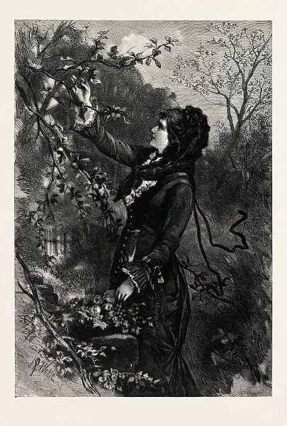 FRUIT, engraving 1882, lady