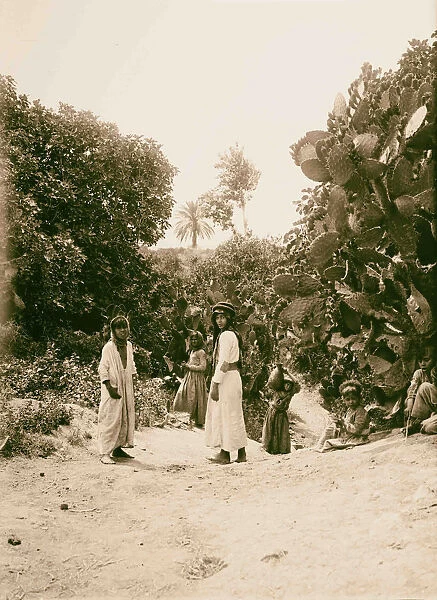 Gardens Shunem 1900 Israel Sulam