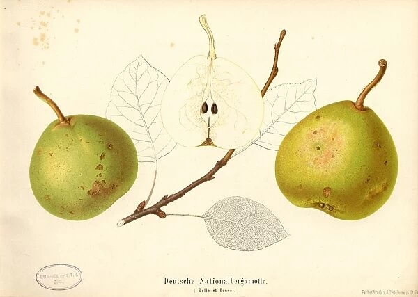 German National Bergamot Swiss pear variety Belle et Bonne