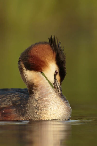 Great crested Grebe cleaning his feathers, Netherlands