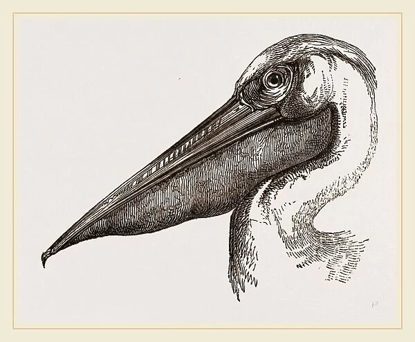 Head of Pelican