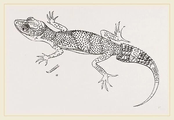 Miliuss Gecko