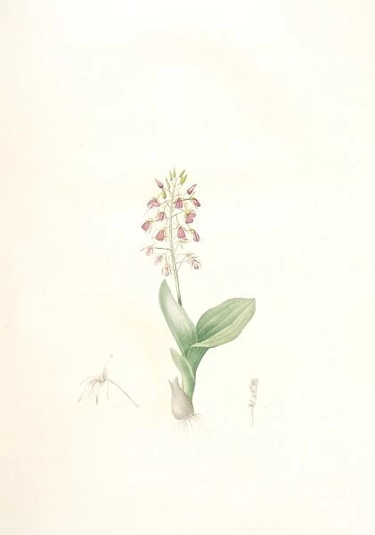 Ophrys lilifolia, Liparis liliifolia; Ophrys a feuilles en lis; Lily-leaved Ophryas