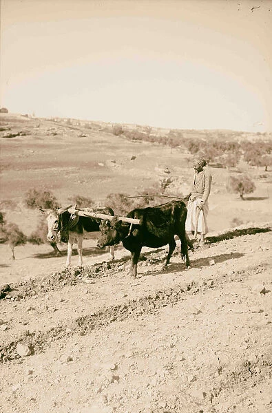 Plowing cow ass 1900 Middle East Israel Palestine