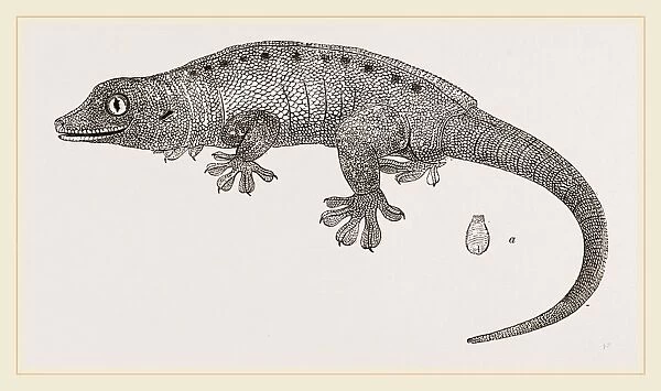 Seychellos Gecko