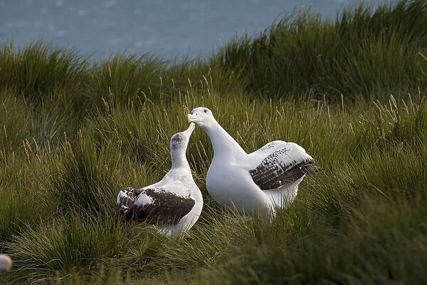 Snowy (Wandering) Albatross pair gamming, Diomedea (exulans) exulans