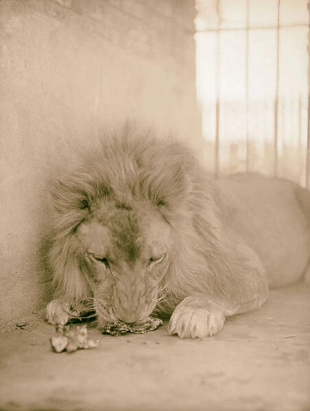 Sudan Khartoum Khartoum Zoo Lion having snack