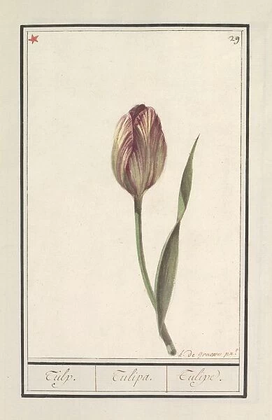 Tulip Tulipa Tulipe title object Yellow-red tulip