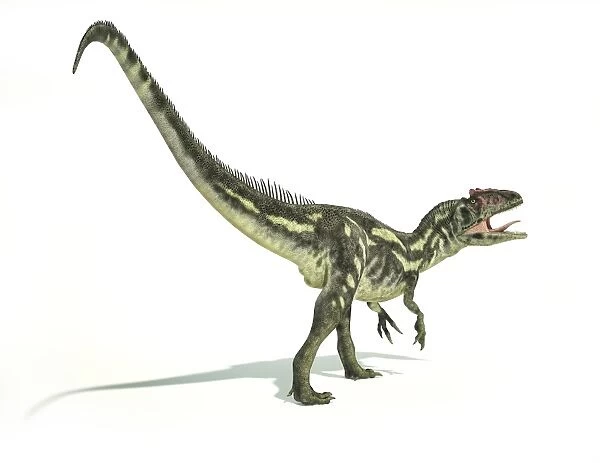 Allosaurus dinosaur on white background