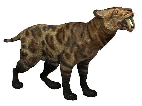 Illustration of a Smilodon Cat from the Cenozoic Era