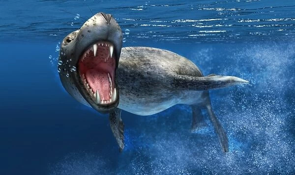 Leopard seal swimming underwater showing its sharp teeth