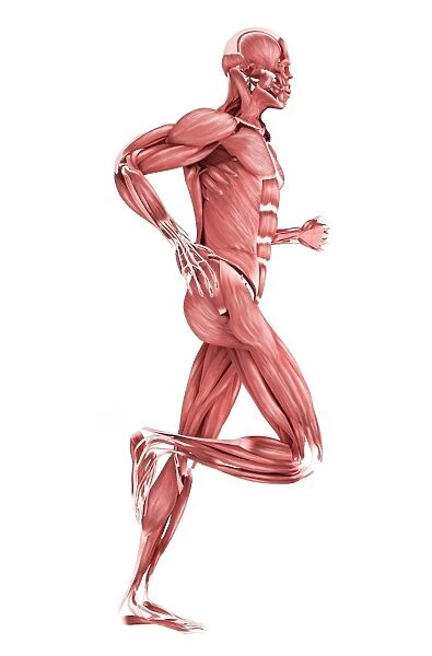 Medical illustration of male muscles running, side view
