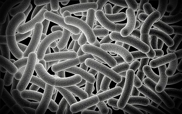 Microscopic view of Bacilli bacteria