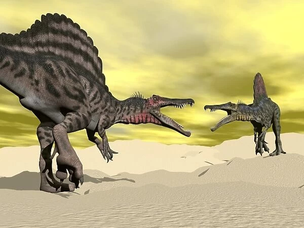 Two Spinosaurus dinosaur fighting in the desert