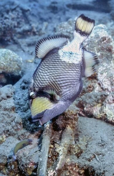 A titan triggerfish faces off with a small wrasse, Papua New Guinea