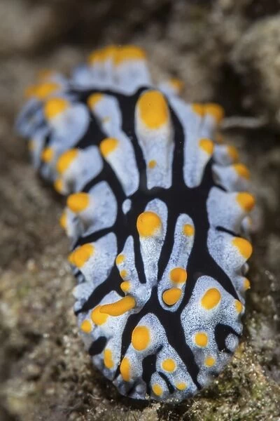 A toxic nudibranch crawls slowly across a reef