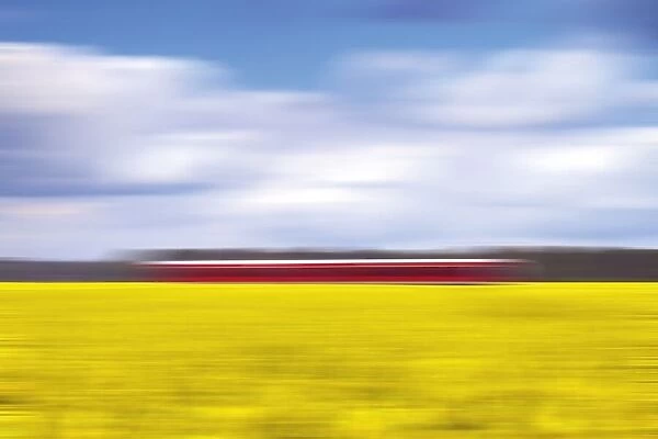 canola & the red train