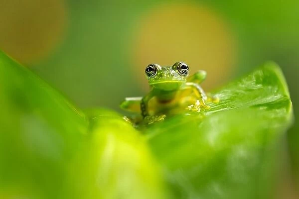 Cascade Glass Frog
