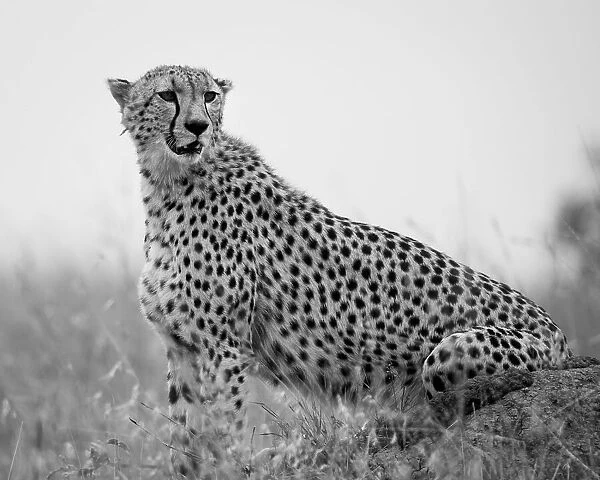 Cheetah Mara triangle