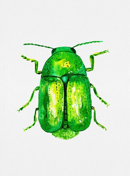 Cylindrical leaf beetle or Cryptocephalus sericeus