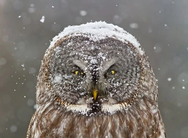 Great Grey Owl Winter Portrait