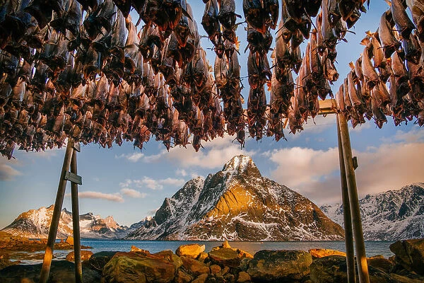 Stockfish in Lofoten
